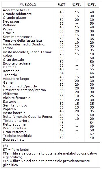 tabmuscoli2